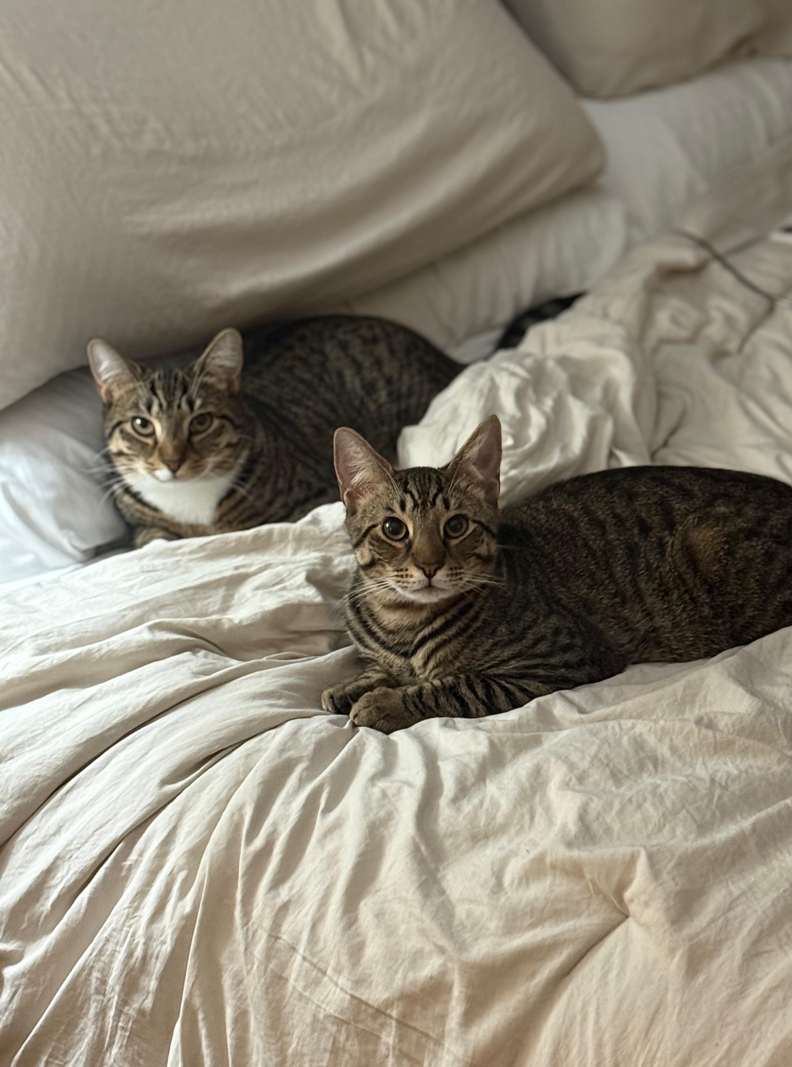 Enlarge TRACKER & SCOUT, a Adoptable Domestic Short Hair in New York, NY image 6/6
