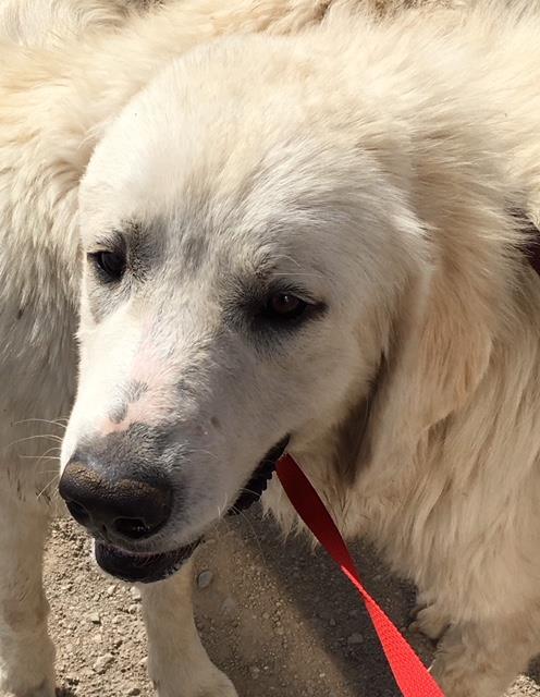 HAYDEN, Adoptable, Adult Male Great Pyrenees.