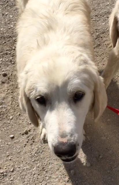 HAYDEN, Adoptable, Adult Male Great Pyrenees.