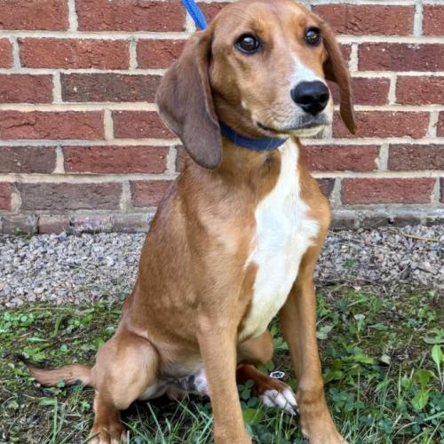 Enlarge Santana, a Adoptable mixed breed in Washington DC, DC image 1/1