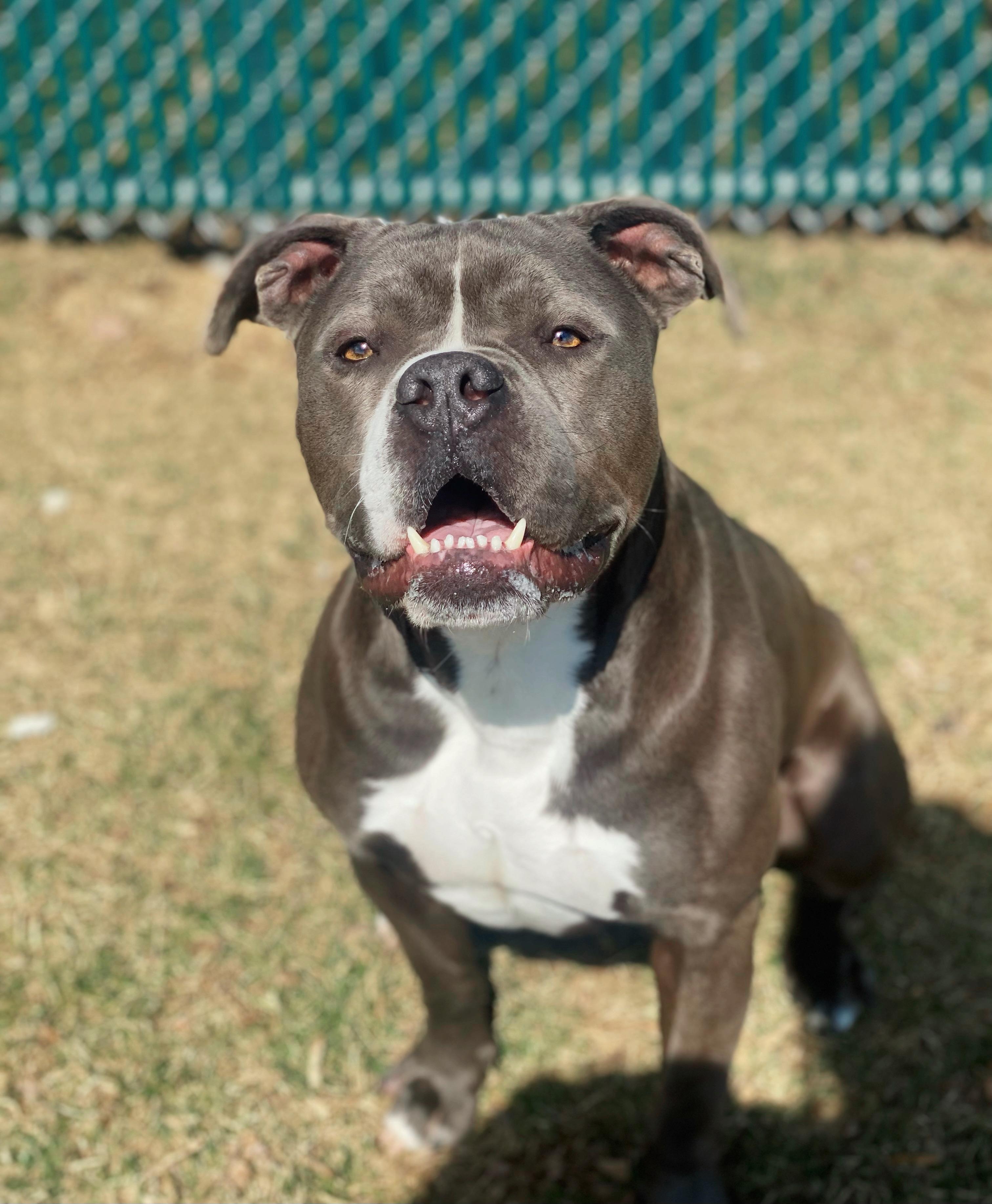 Prince, a Adoptable Pit Bull Terrier in Myerstown, PA image 2/6
