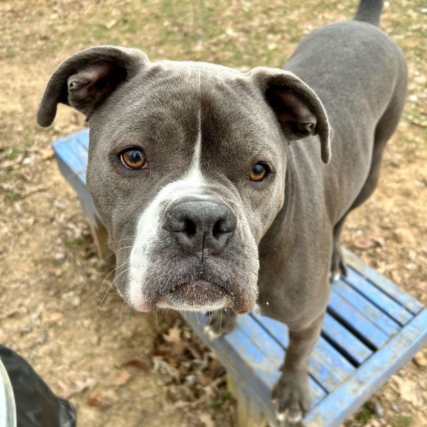 Prince, a Adoptable Pit Bull Terrier in Myerstown, PA image 4/6