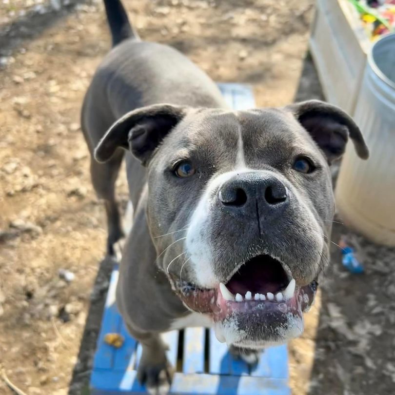 Prince, a Adoptable Pit Bull Terrier in Myerstown, PA image 6/6