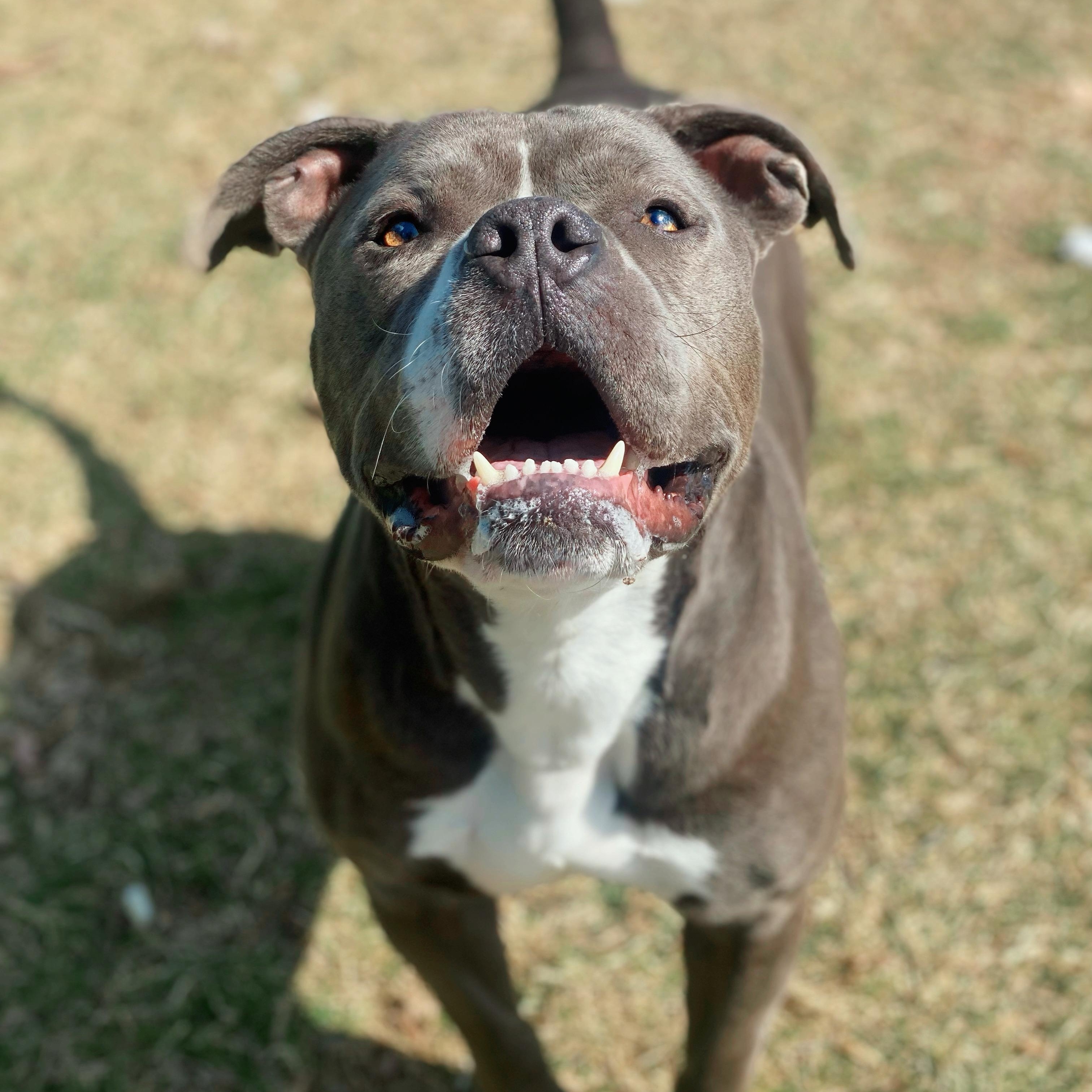 Prince, a Adoptable Pit Bull Terrier in Myerstown, PA image 1/6
