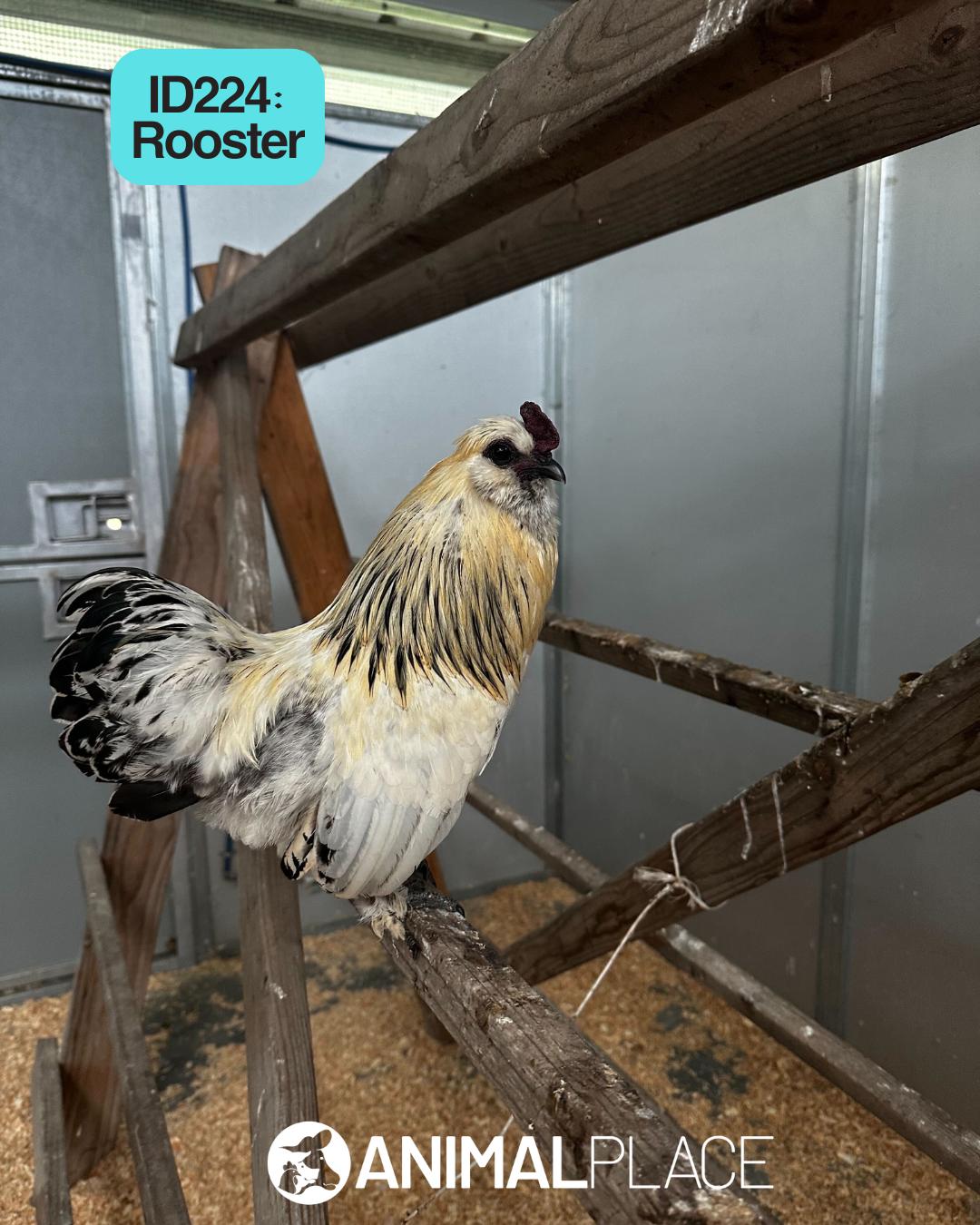 Bastion, Adoptable, Adult Male Chicken.