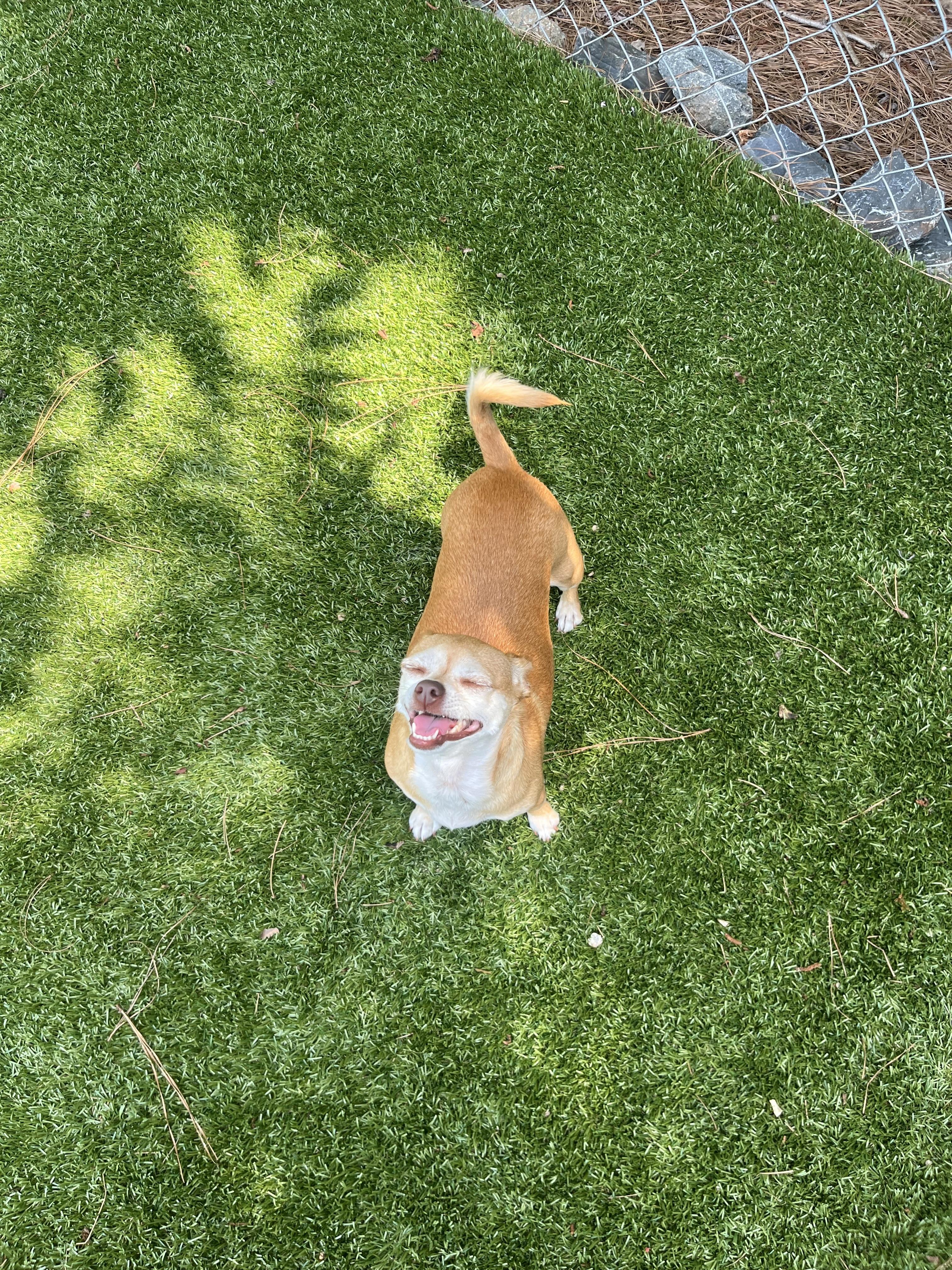 Enlarge Princess, a Adoptable Chihuahua in Salisbury, NC image 4/5