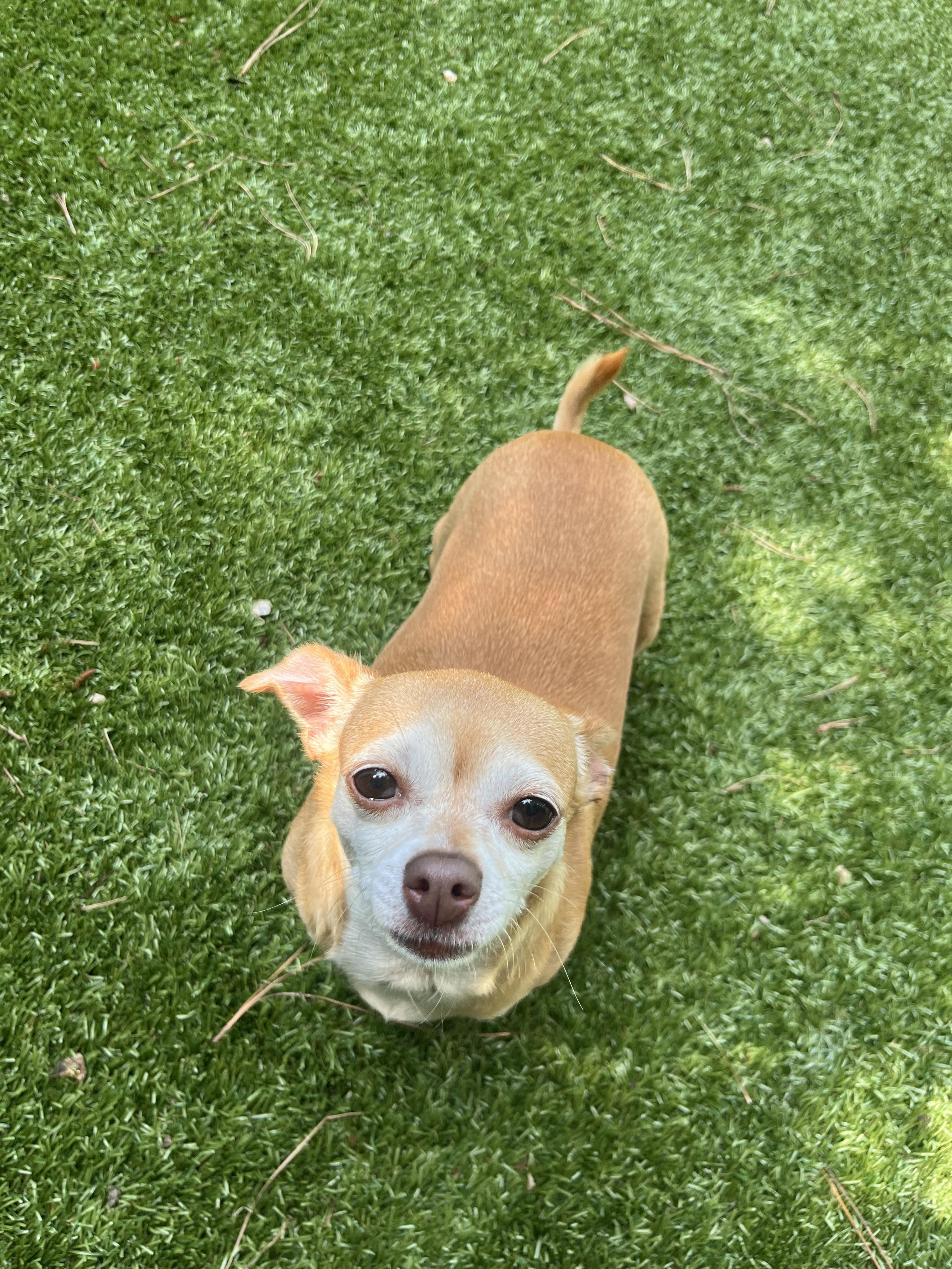 Enlarge Princess, a Adoptable Chihuahua in Salisbury, NC image 2/5