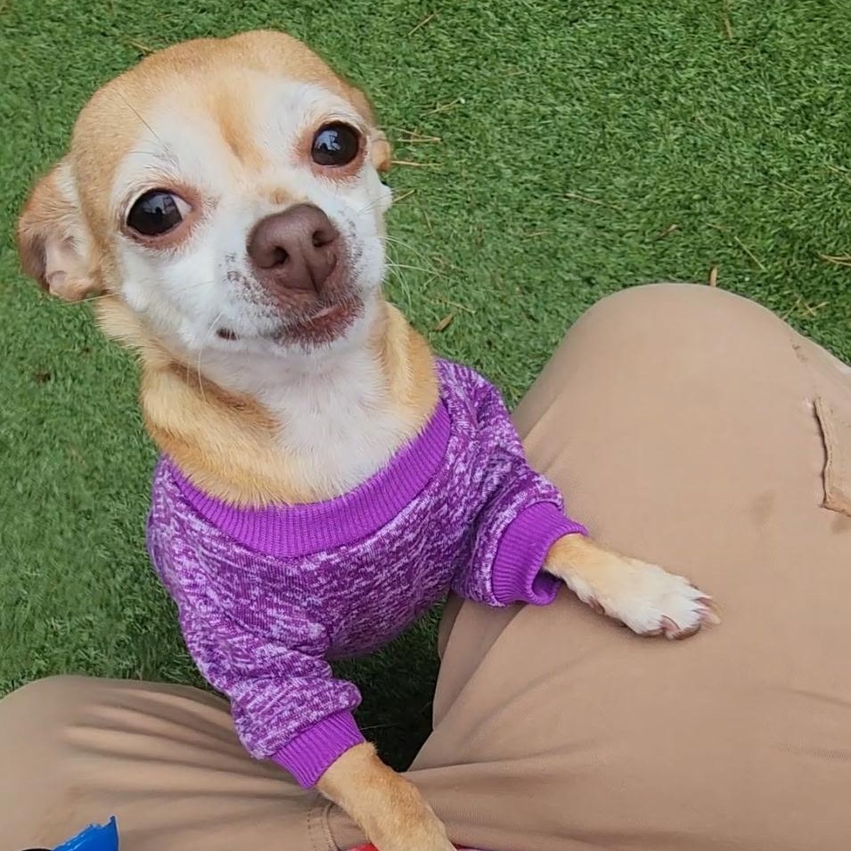 Enlarge Princess, a Adoptable Chihuahua in Salisbury, NC image 2/5