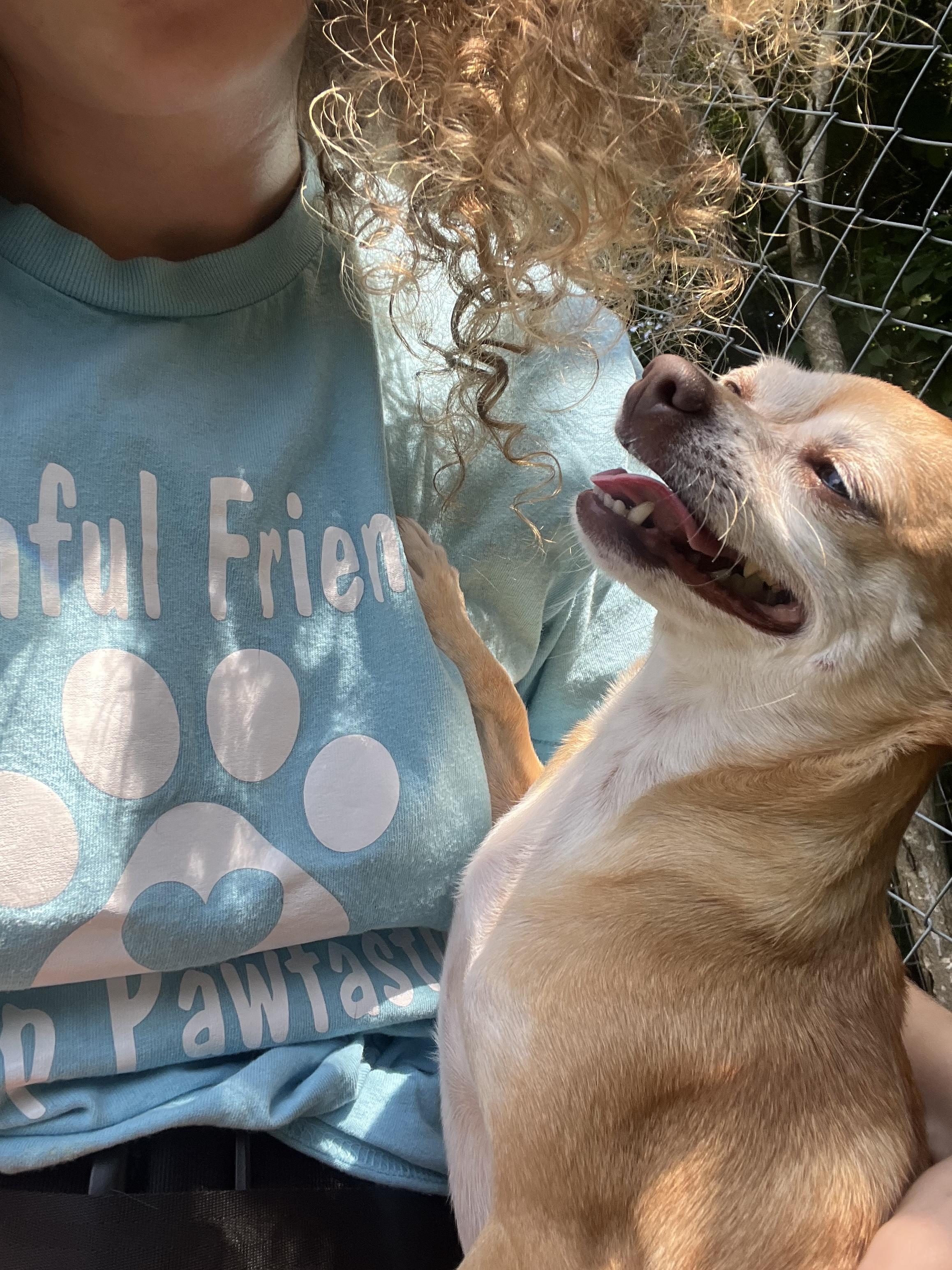 Enlarge Princess, a Adoptable Chihuahua in Salisbury, NC image 3/5