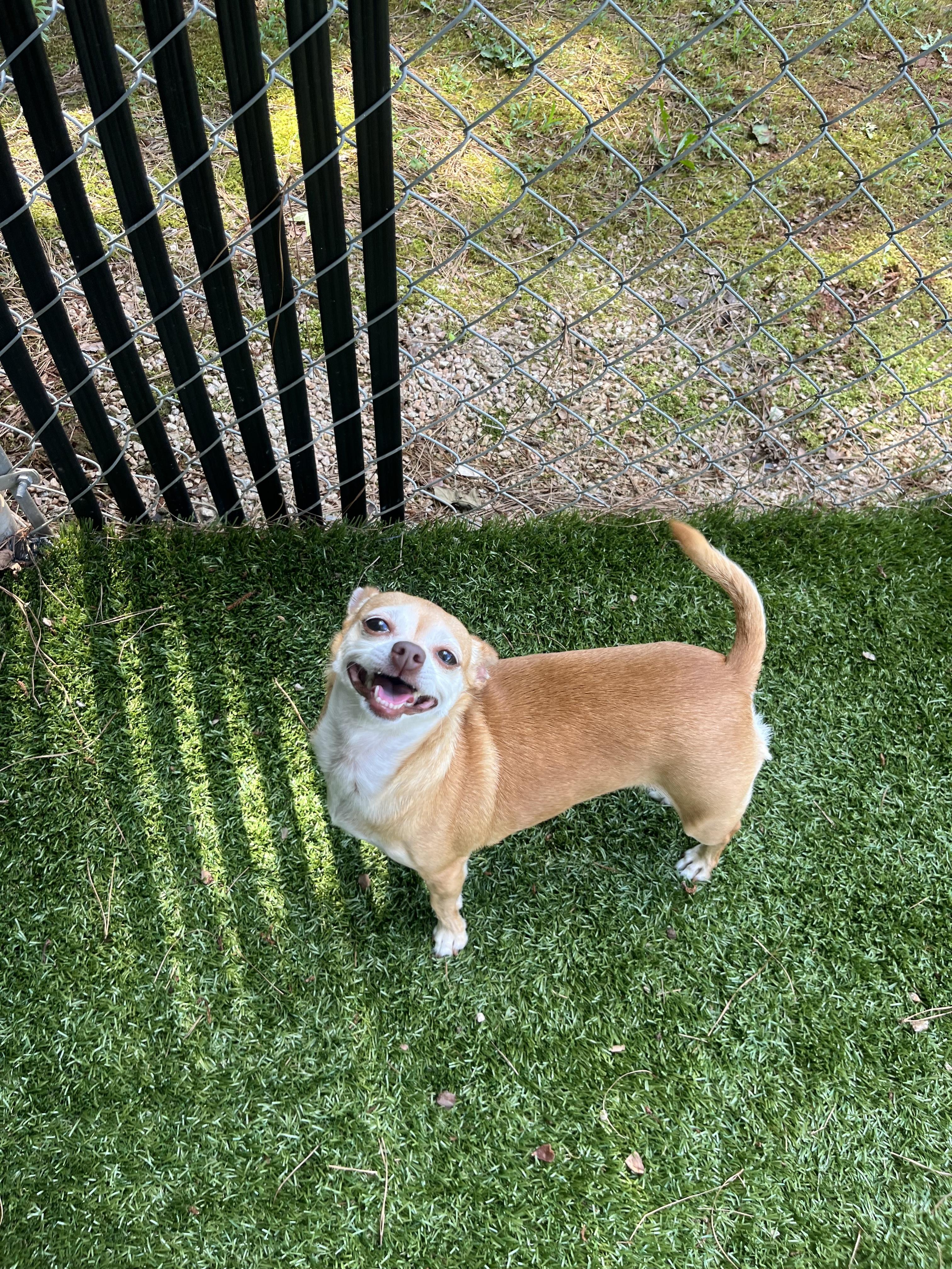 Enlarge Princess, a Adoptable Chihuahua in Salisbury, NC image 1/5