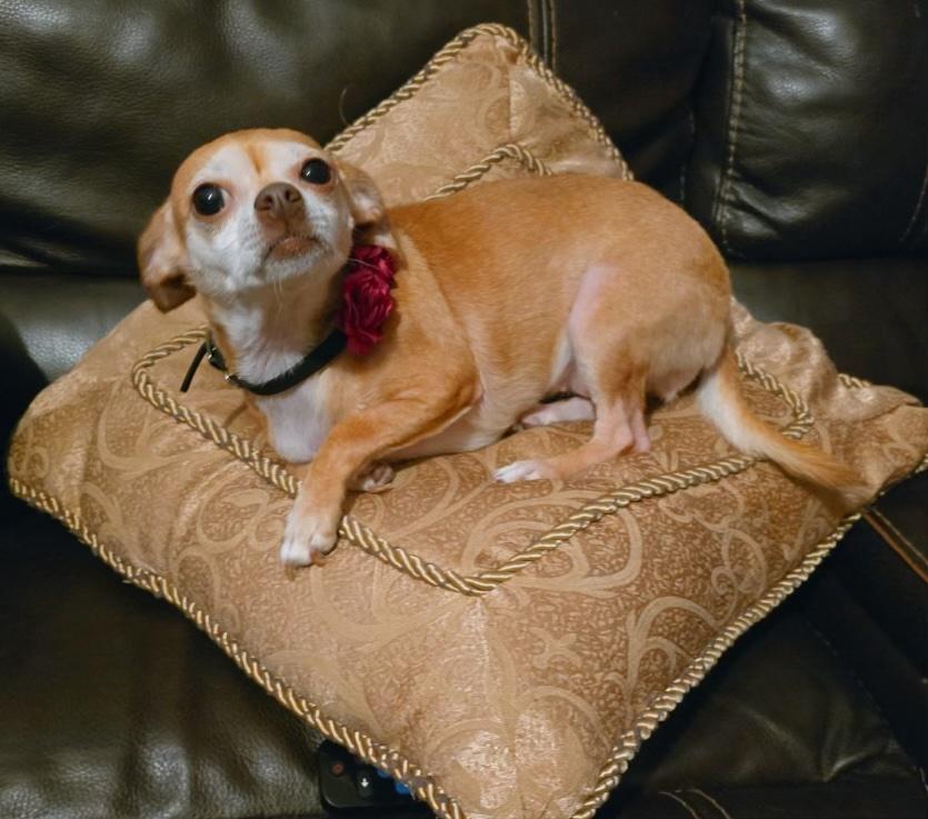 Enlarge Princess, a Adoptable Chihuahua in Salisbury, NC image 5/5