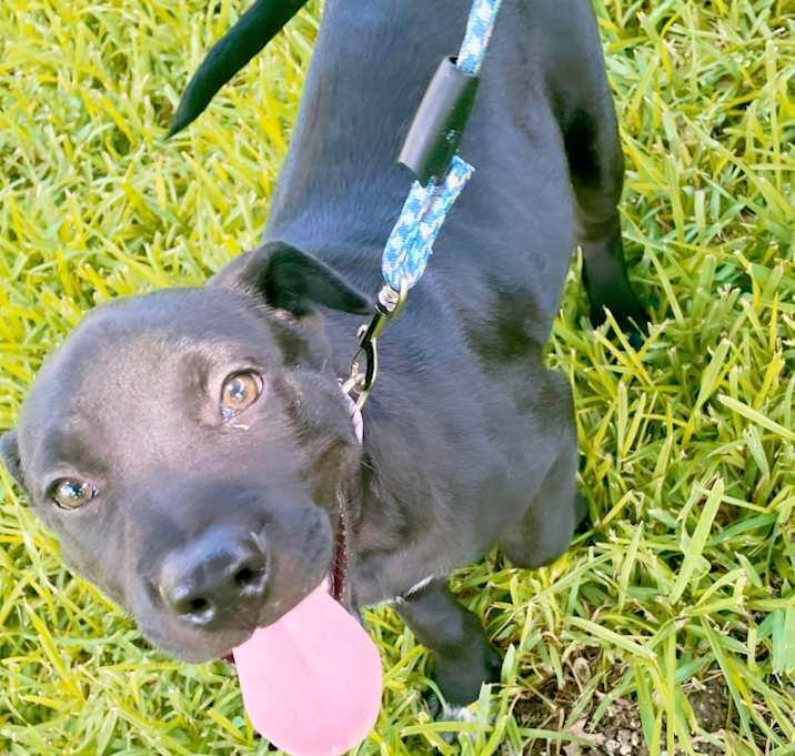 Bo, a Adoptable mixed breed in Inez, TX image 1/2