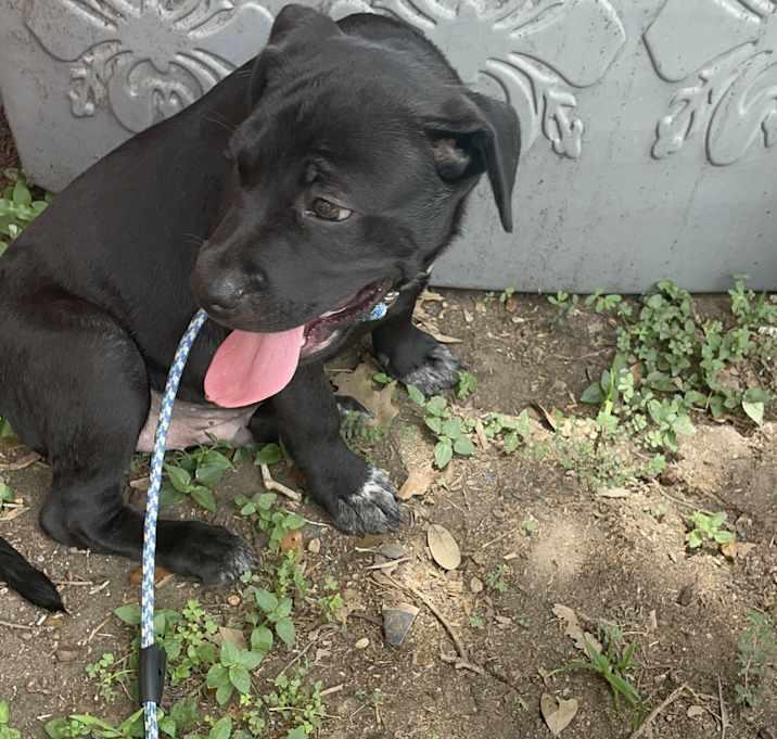 Bo, a Adoptable mixed breed in Inez, TX image 2/2