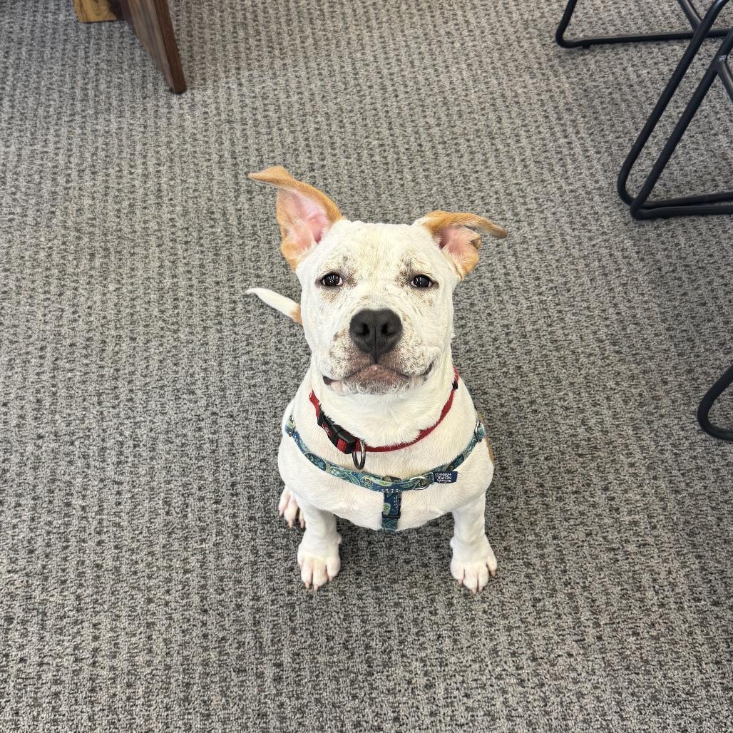 Enlarge Honey, a Adoptable Mixed Breed in Chester, PA image 4/5