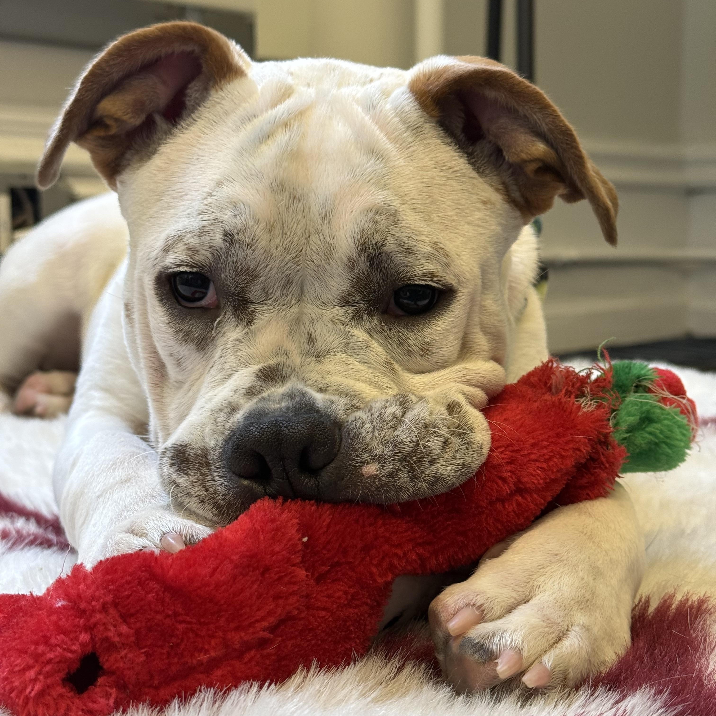 Enlarge Honey, a Adoptable Mixed Breed in Chester, PA image 2/5