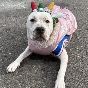 Honey, Adoptable, Young Female Mixed Breed.