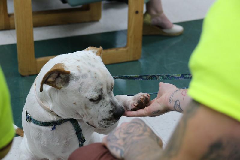 Enlarge Honey, a Adoptable Mixed Breed in Chester, PA image 3/5