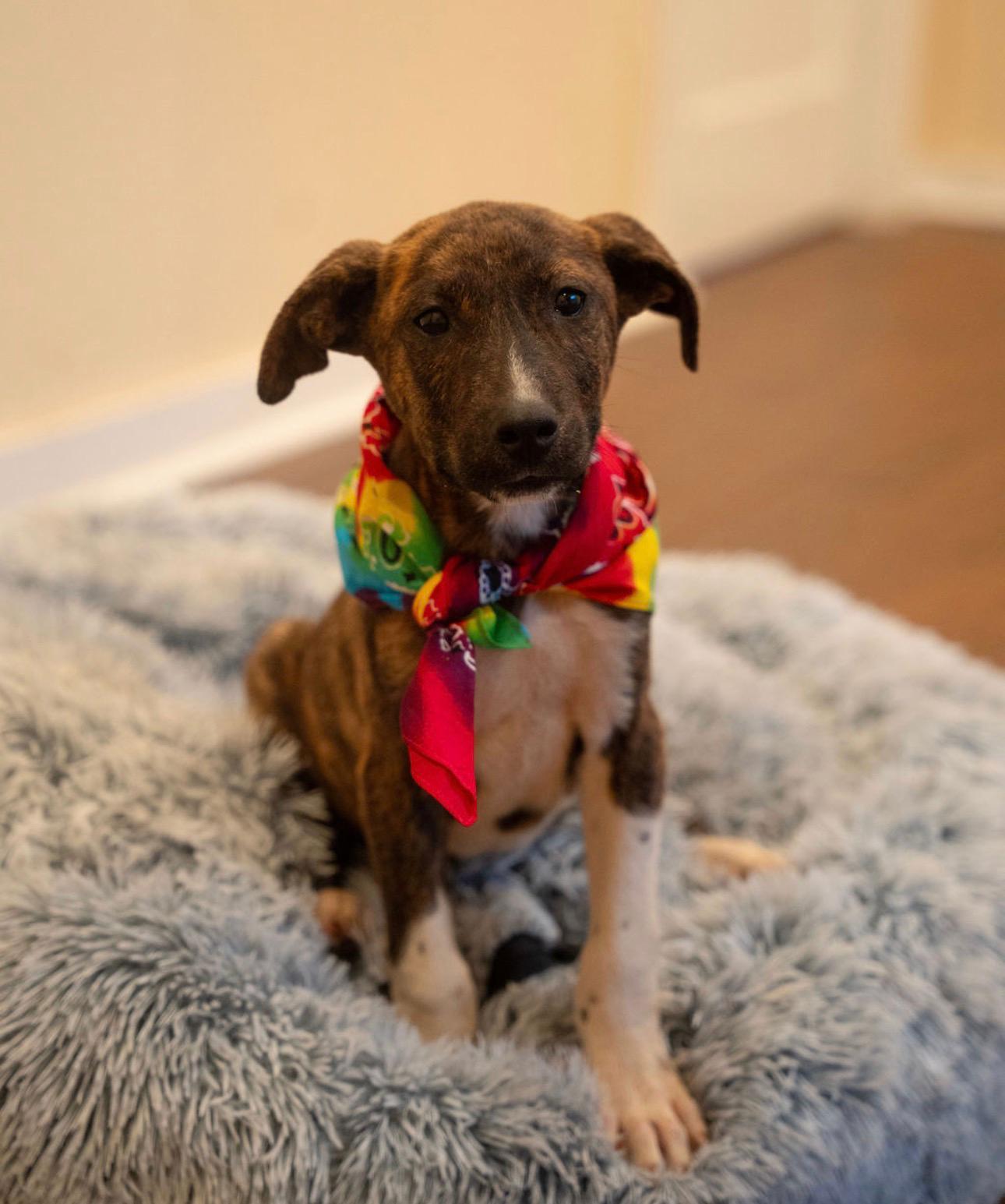 Java, a Adoptable mixed breed in Oaklyn, NJ , NJ image 6/6