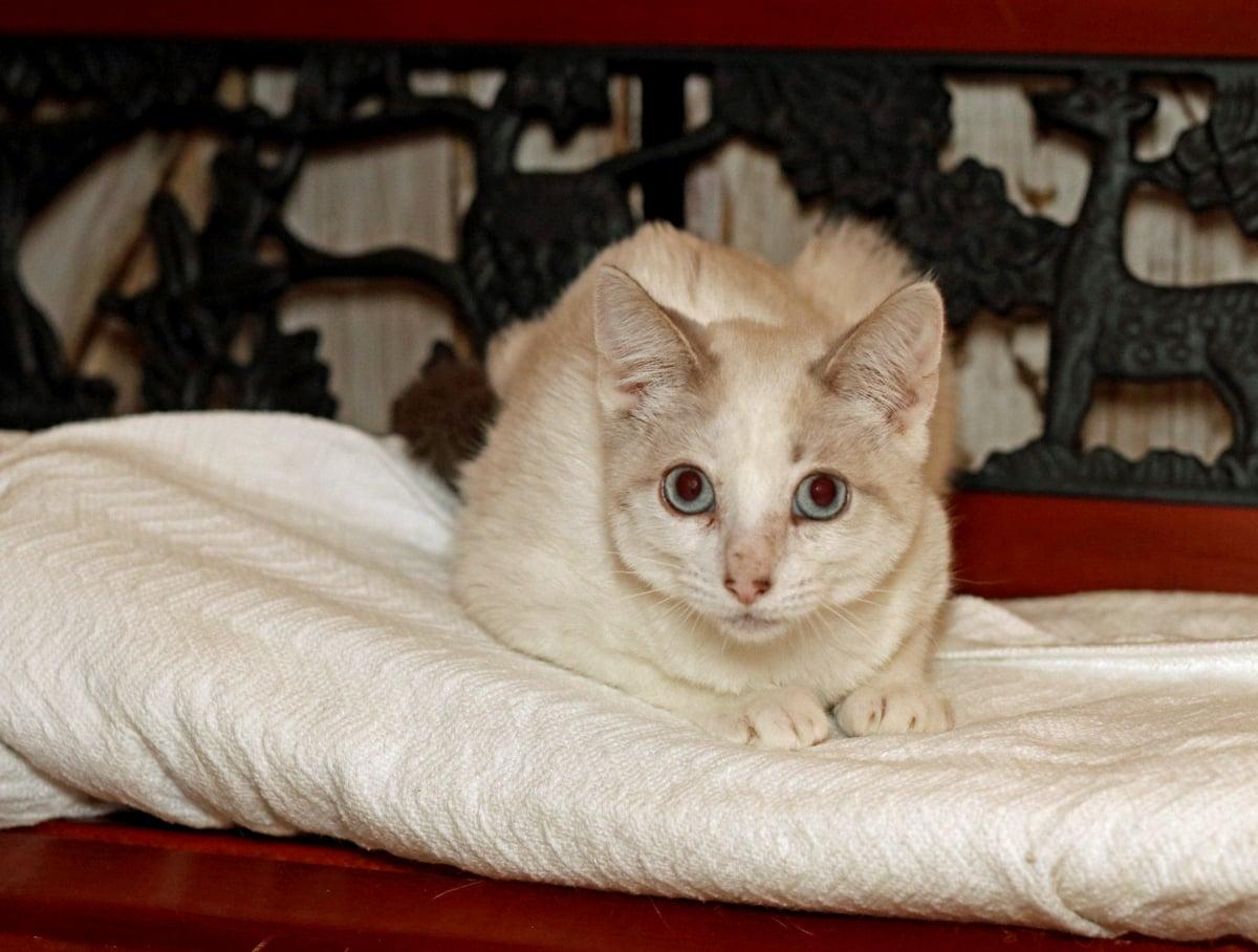 Enlarge Pixie, a Adoptable mixed breed in Houston, TX image 3/6