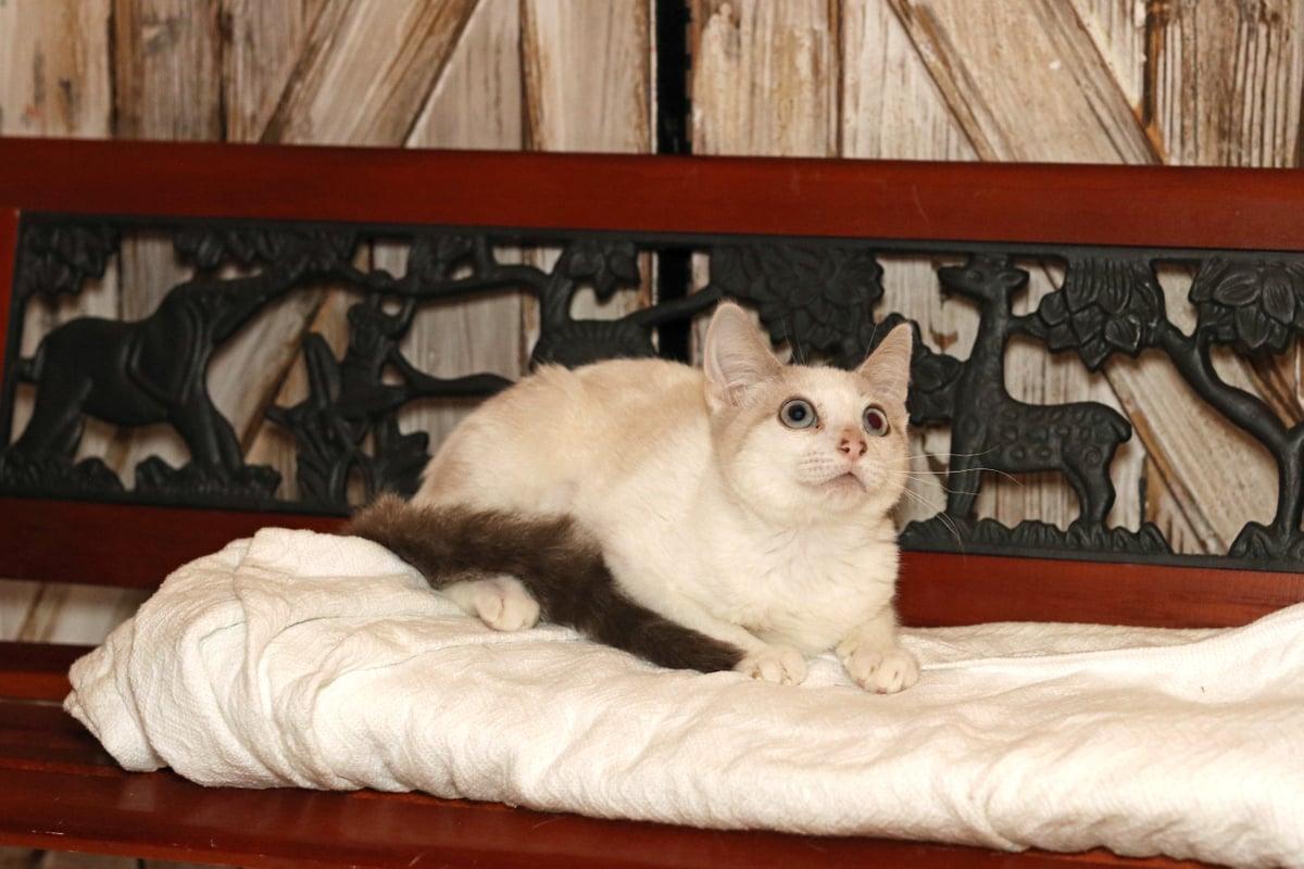 Enlarge Pixie, a Adoptable mixed breed in Houston, TX image 2/6