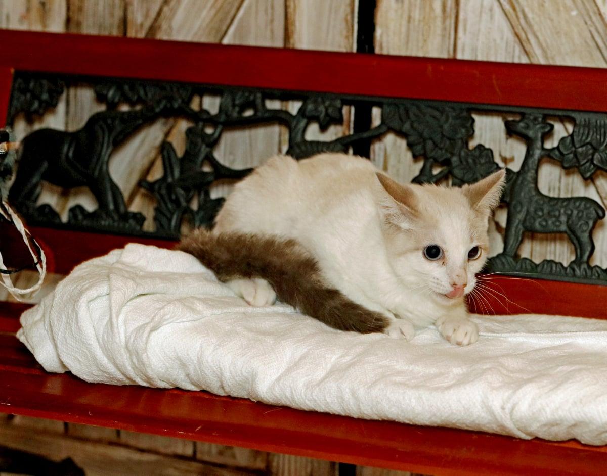 Enlarge Pixie, a Adoptable mixed breed in Houston, TX image 4/6