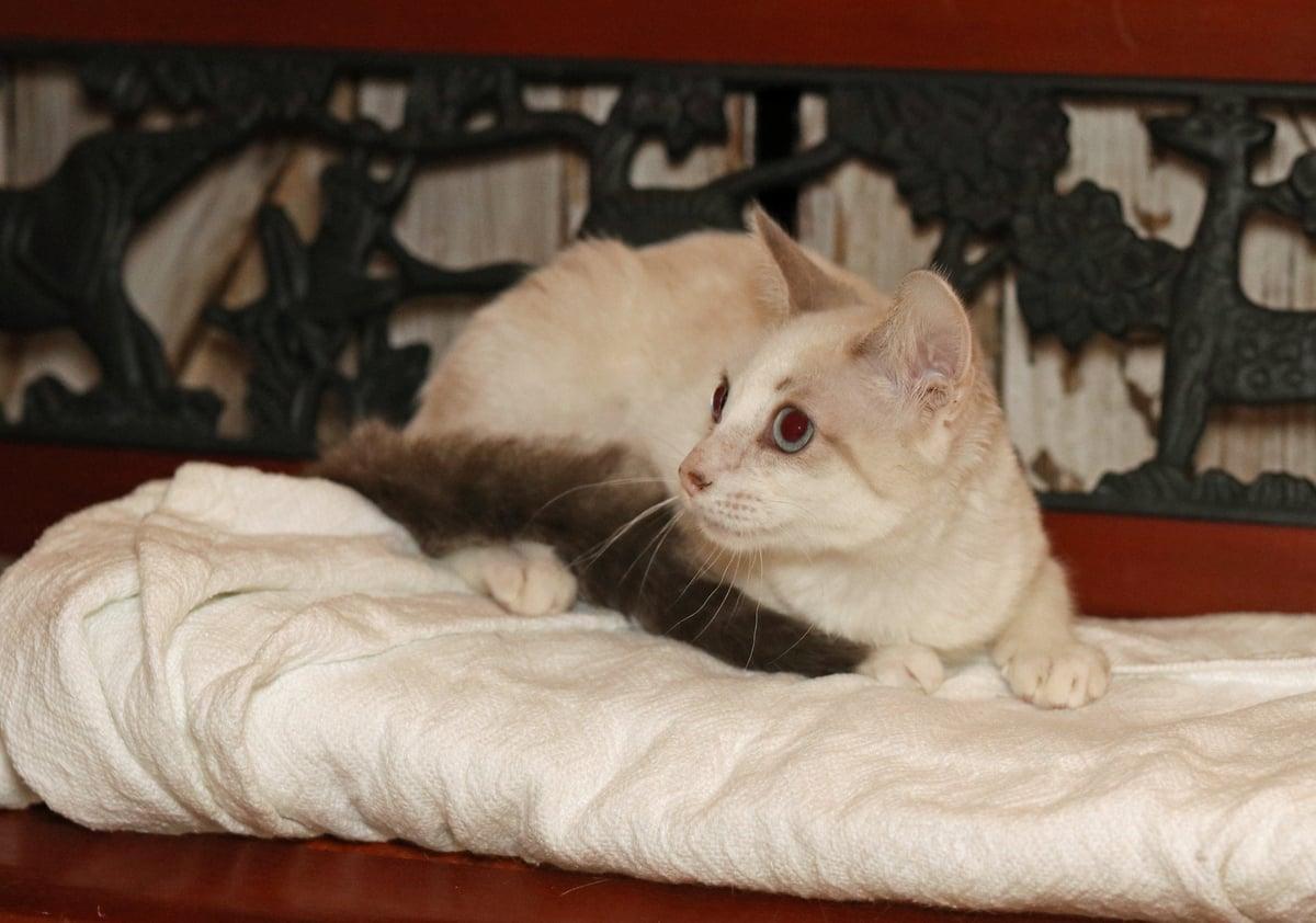 Enlarge Pixie, a Adoptable mixed breed in Houston, TX image 6/6