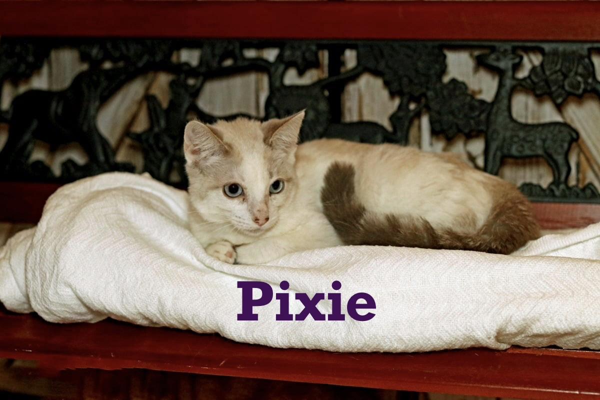 Pixie, Adoptable, Kitten Female Siamese.
