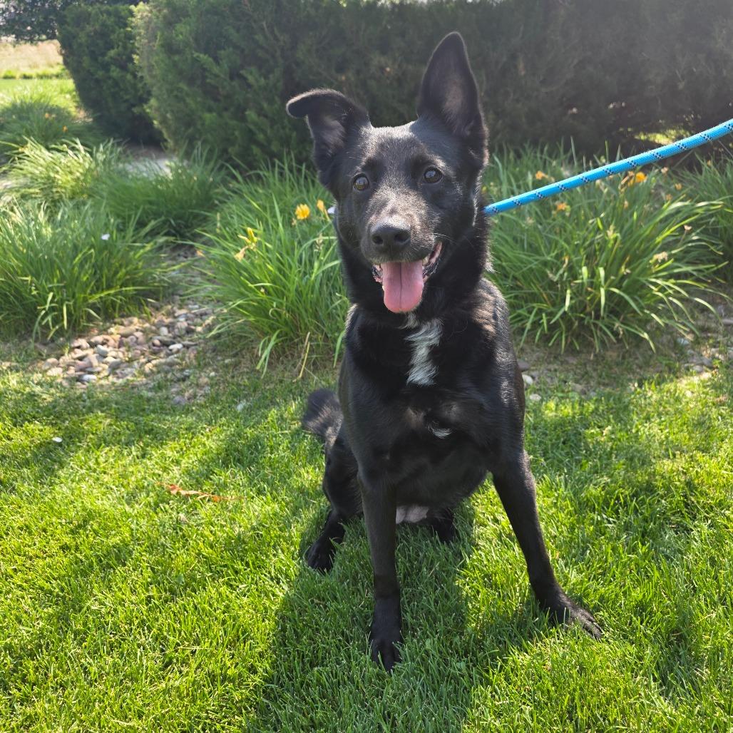 Zayda, Adoptable, Adult Female Black Labrador Retriever & Shepherd.