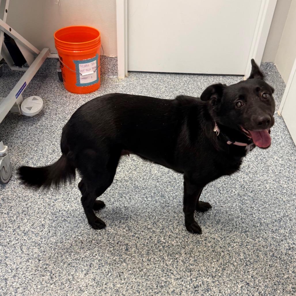 Zayda, a Adoptable mixed breed in Great Falls, MT image 2/2