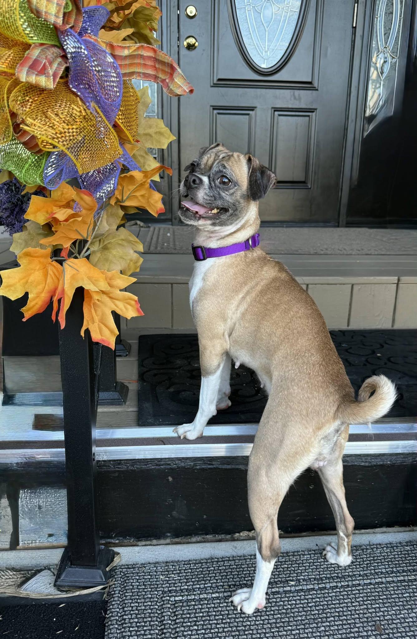 Enlarge Georgia, a Adoptable Puggle in East Sparta, OH image 1/4