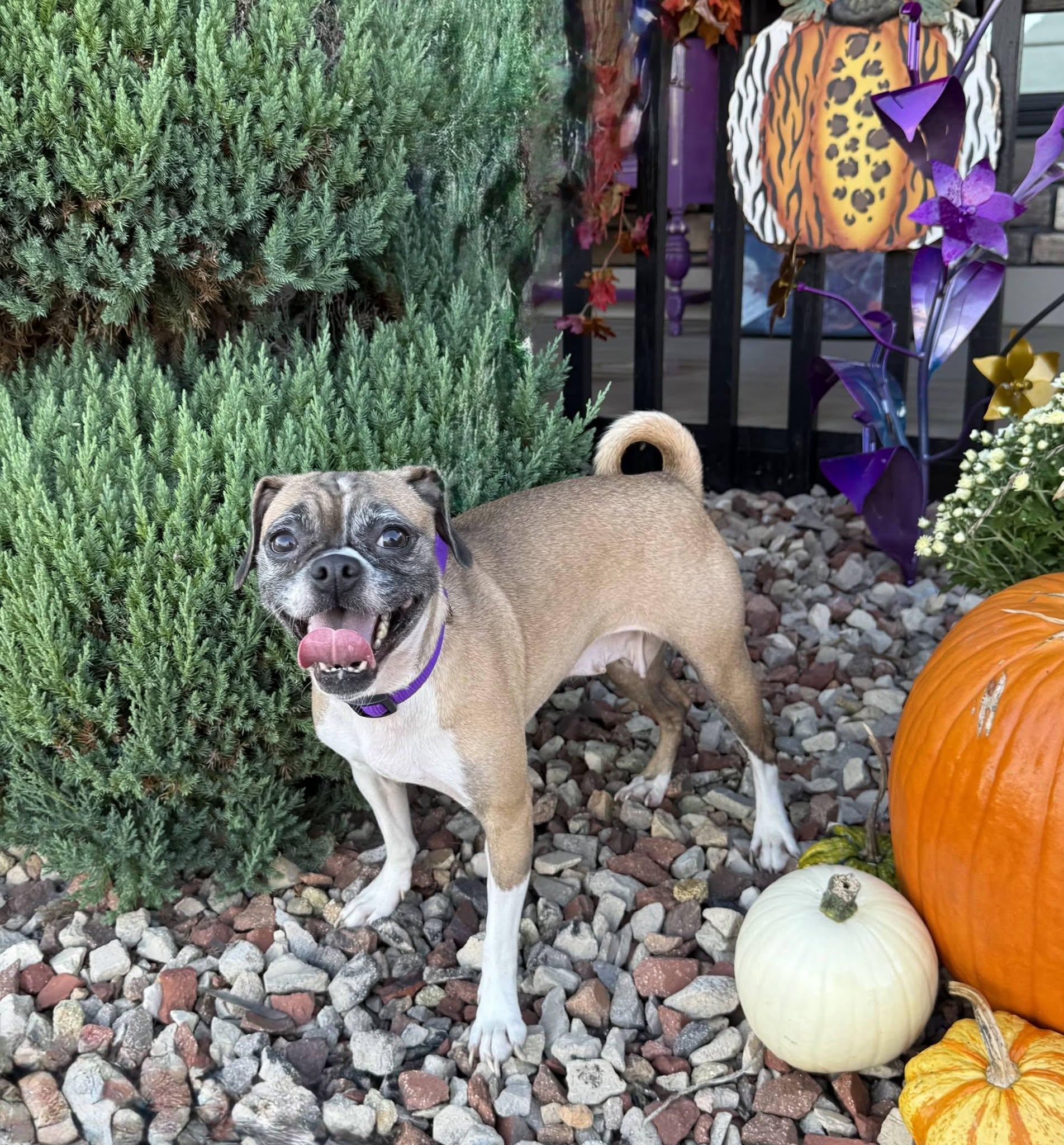 Enlarge Georgia, a Adoptable Puggle in East Sparta, OH image 2/4