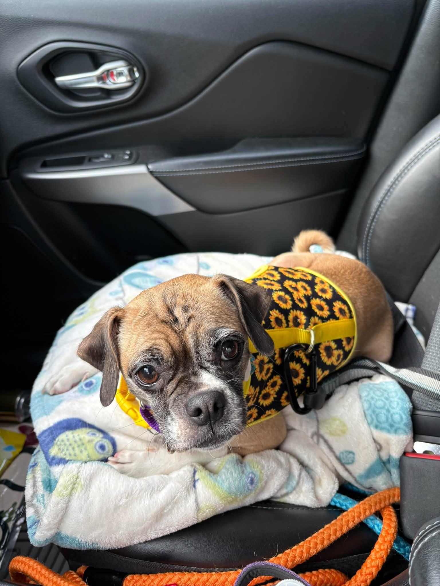 Enlarge Georgia, a Adoptable Puggle in East Sparta, OH image 2/3