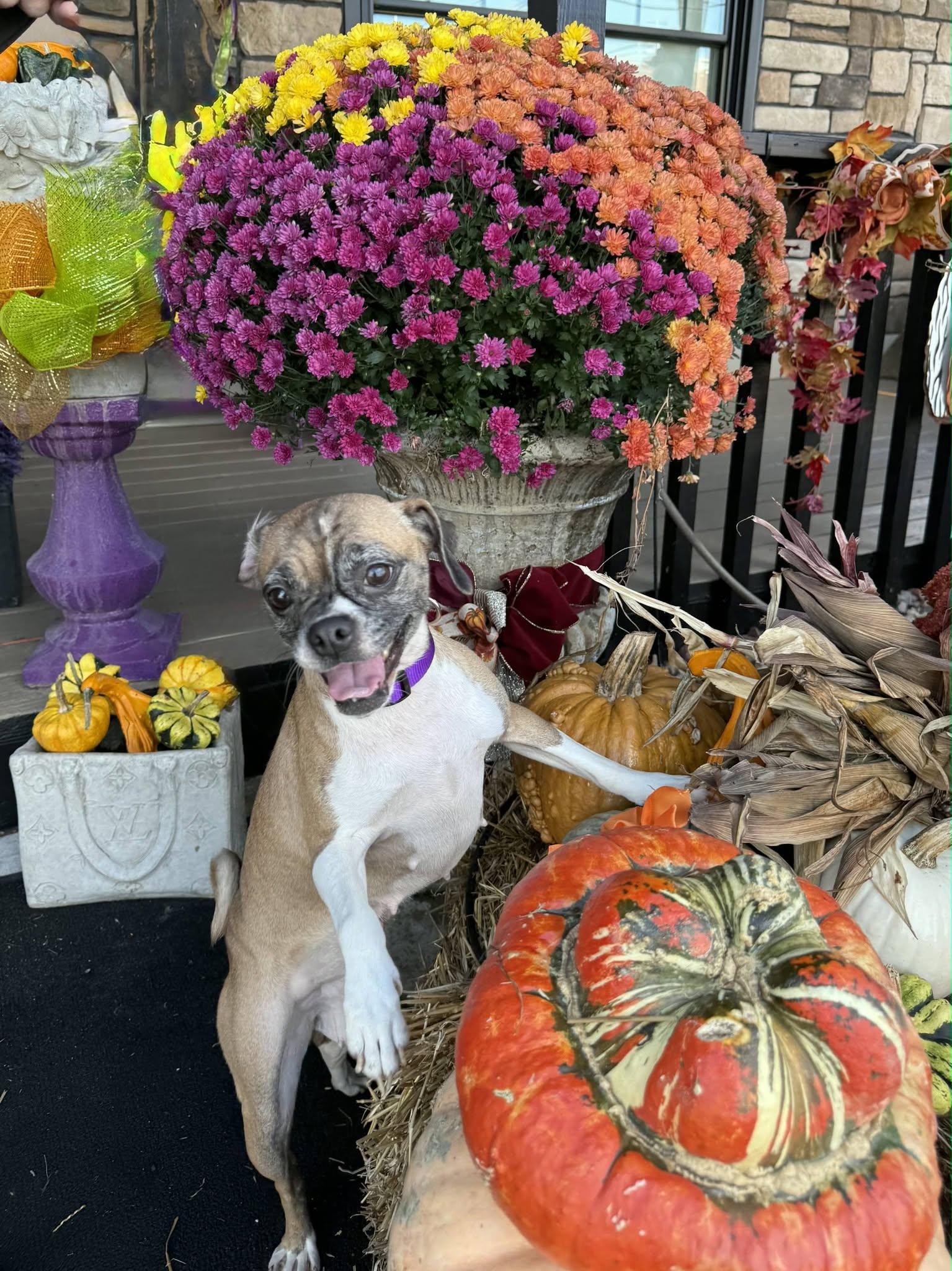 Enlarge Georgia, a Adoptable Puggle in East Sparta, OH image 3/4