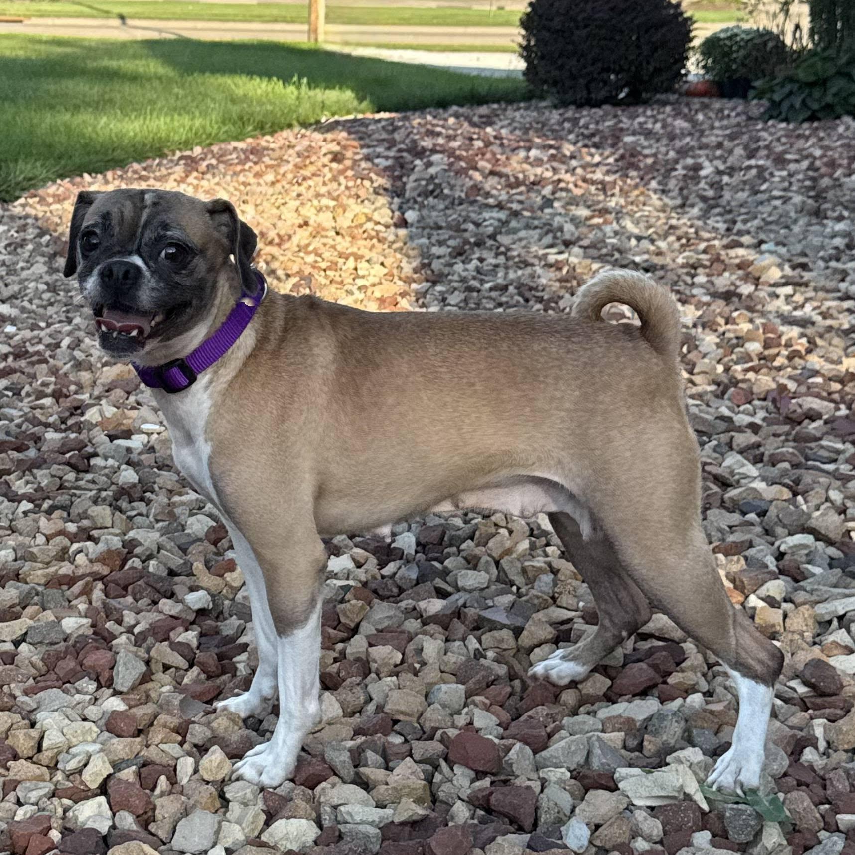 Enlarge Georgia, a Adoptable Puggle in East Sparta, OH image 4/4