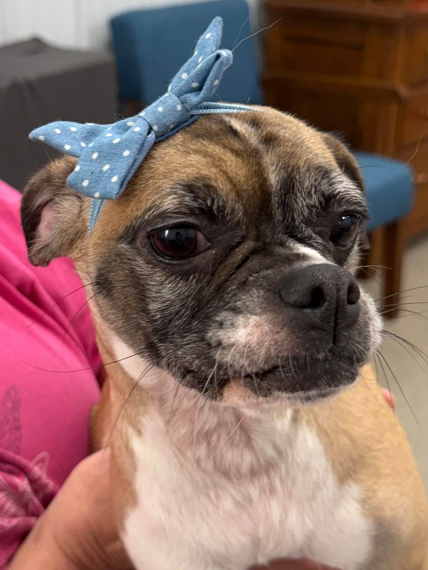 Enlarge Georgia, a Adoptable Puggle in East Sparta, OH image 1/3