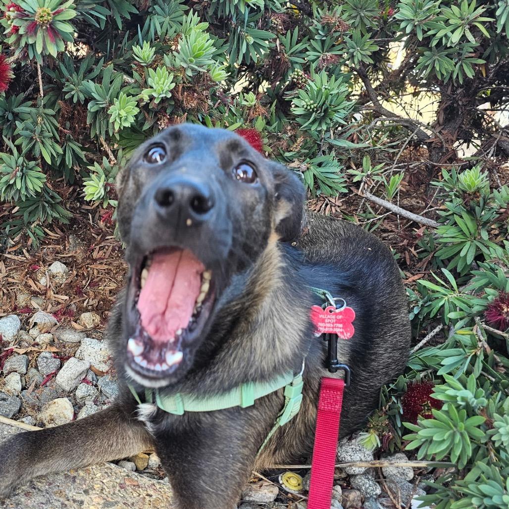 Toni Morris, a Adoptable mixed breed in Bulverde, TX image 2/6