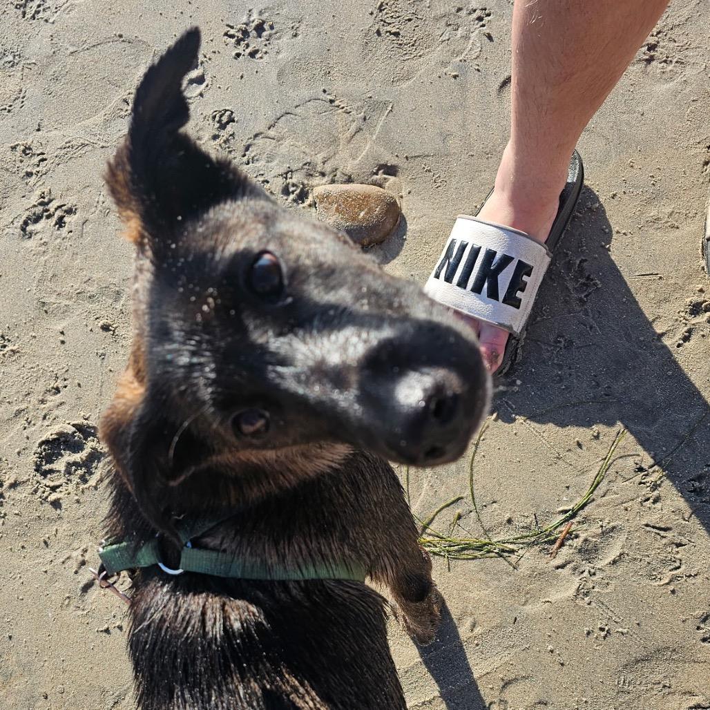 Toni Morris, a Adoptable mixed breed in Bulverde, TX image 4/6