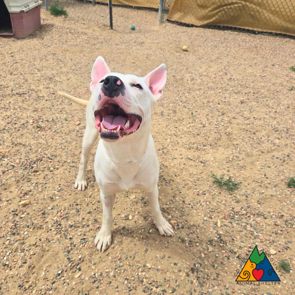 Boulder, a ADOPTABLE mixed breed in Douglas, WY image 4/4