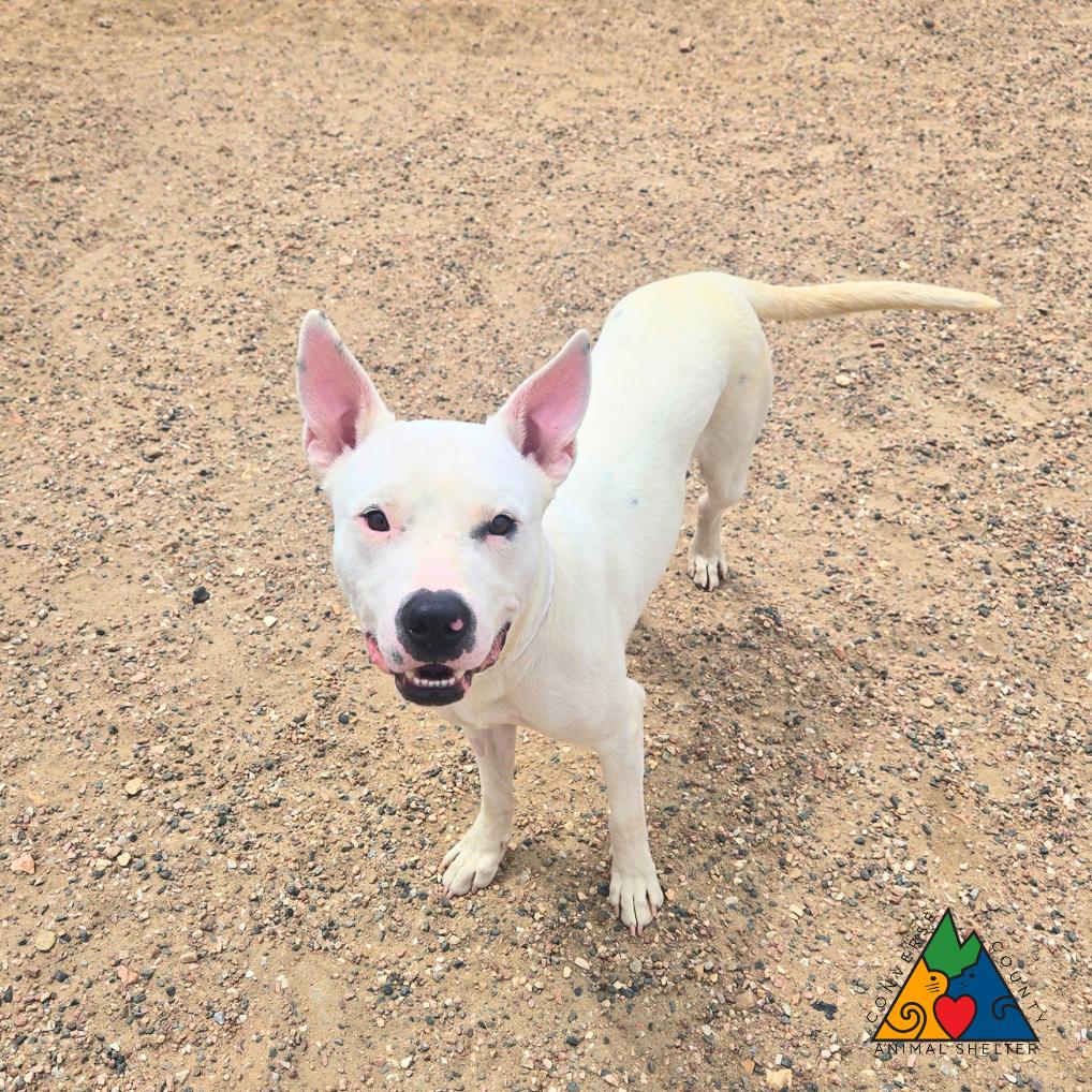 Boulder, a ADOPTABLE mixed breed in Douglas, WY image 3/4