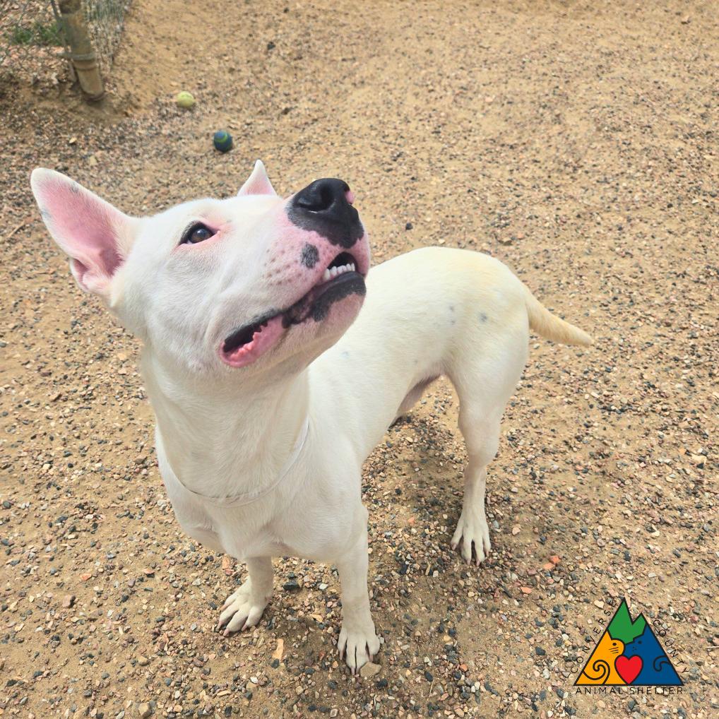 Boulder, a ADOPTABLE mixed breed in Douglas, WY image 2/4