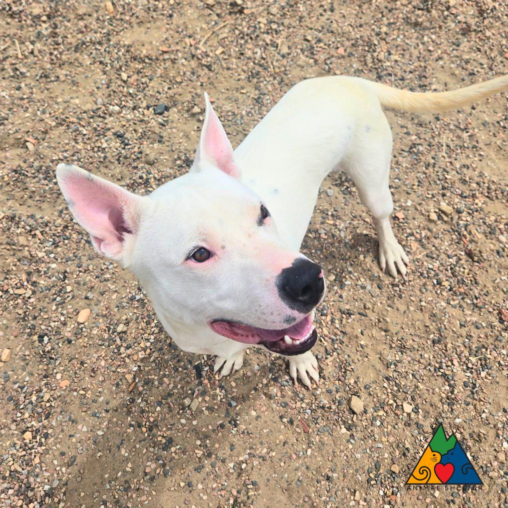 Boulder, ADOPTABLE, Young Male Staffordshire Bull Terrier & Mixed Breed.