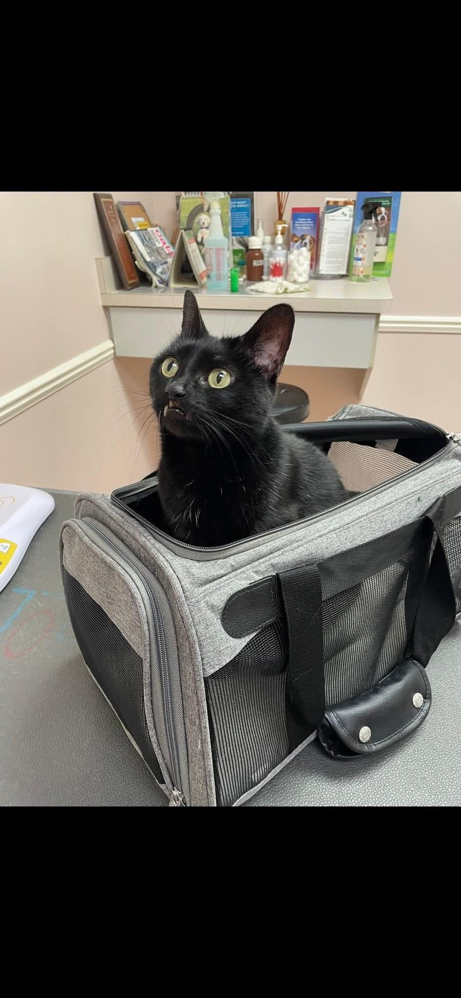 Baby, a ADOPTABLE Domestic Short Hair in Ann Arbor, MI image 1/3