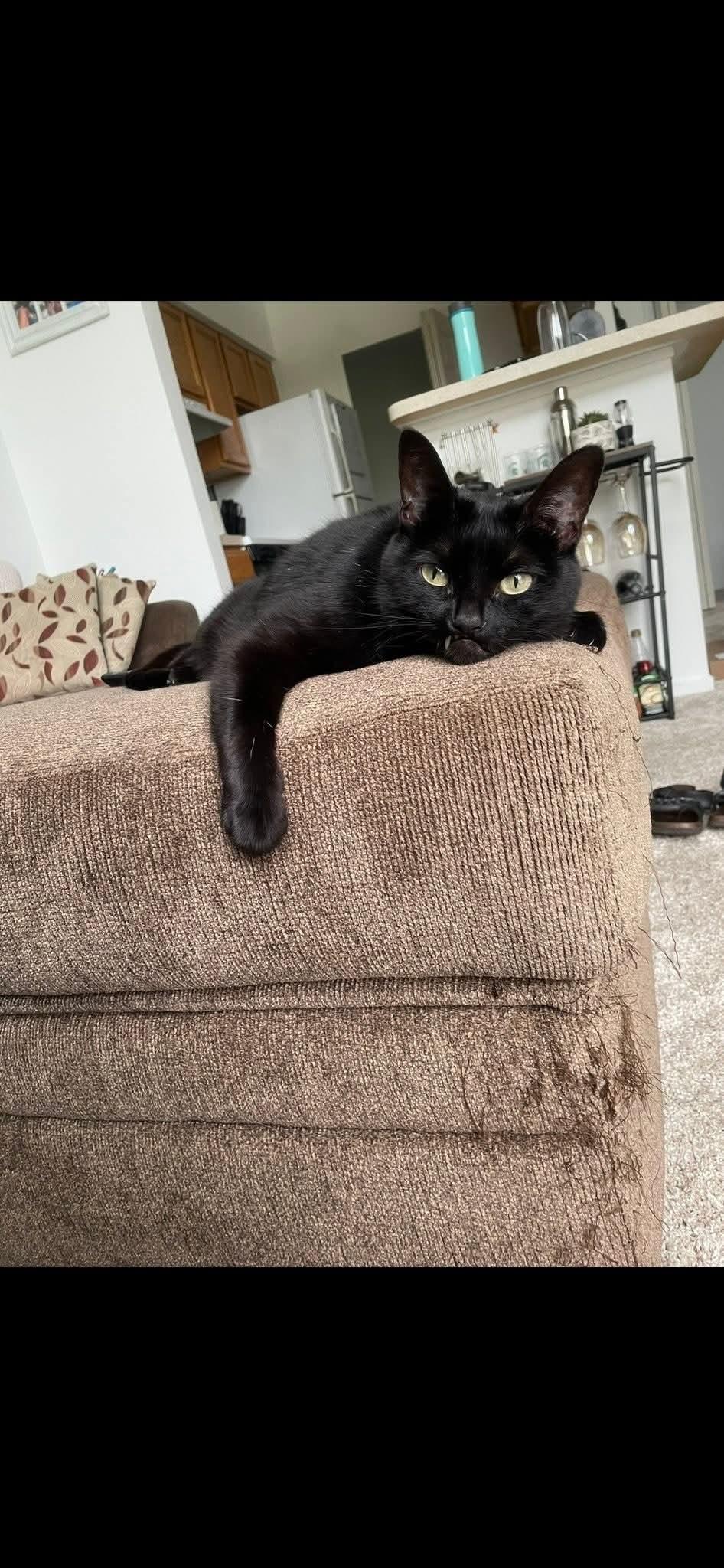 Baby, a ADOPTABLE Domestic Short Hair in Ann Arbor, MI image 3/3