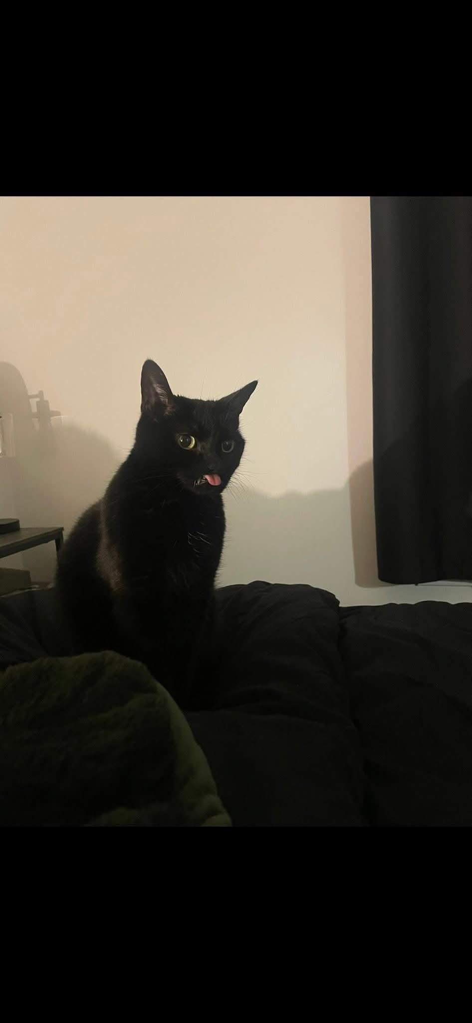 Baby, a ADOPTABLE Domestic Short Hair in Ann Arbor, MI image 2/3