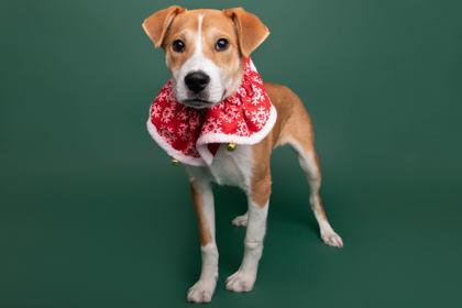 Yosemite Sam thumbnail 2