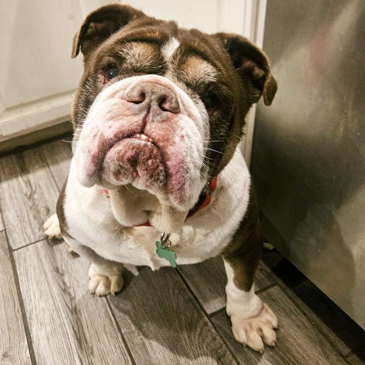 Finn, adopted, Senior Male English Bulldog.