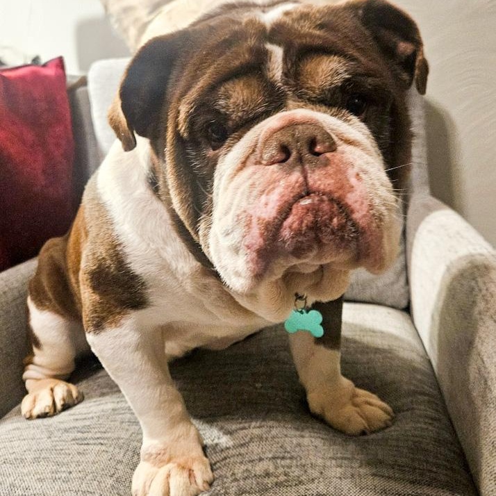 Enlarge Finn, an adopted English Bulldog in Toledo, OH image 3/3