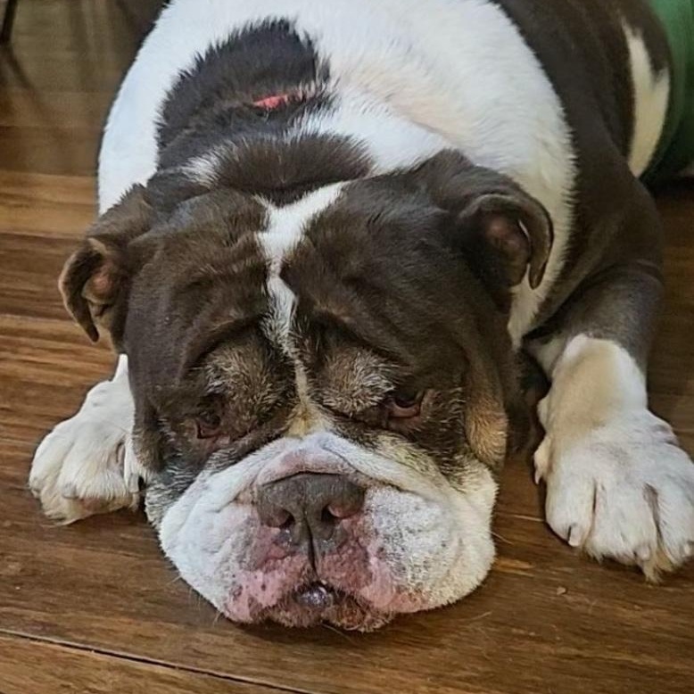 Enlarge Finn, an adopted English Bulldog in Toledo, OH image 2/3