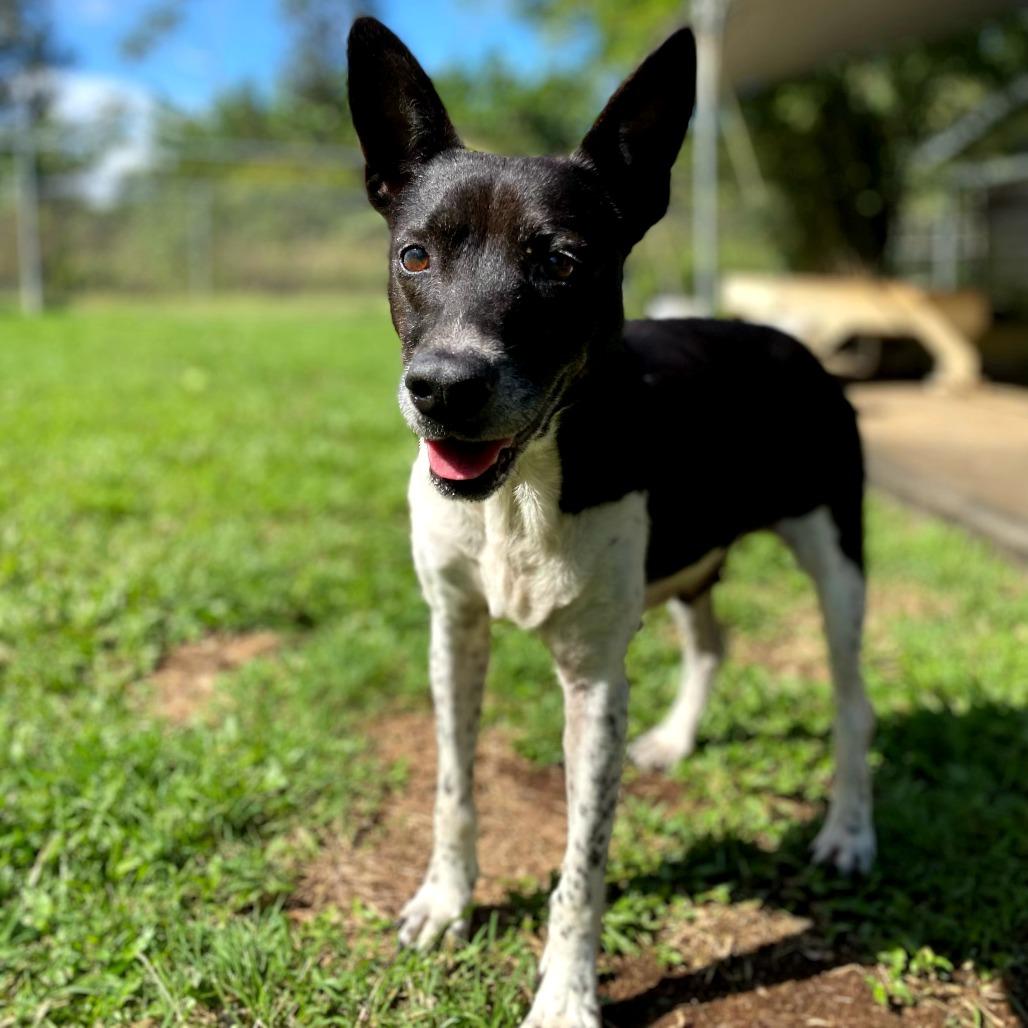 Kappy, Adoptable, Senior Female Mixed Breed.