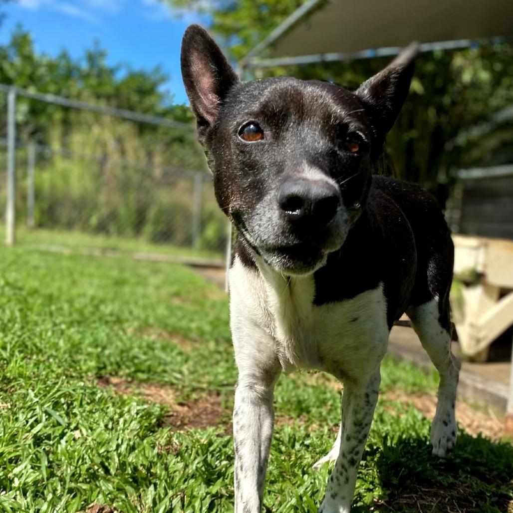 Enlarge Kappy, a Adoptable Mixed Breed in Keaau, HI image 3/3